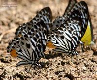 Malayan Zebra