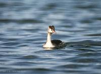 뿔논병아리 Great Crested Grebe Podiceps cristatus