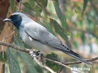 Black-faced Cuckoo-shrike