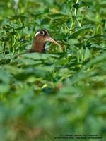 Greater Painted-snipe Rostratula benghalensis