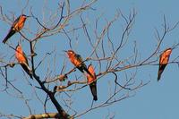 rosy bee eaters