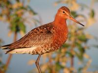 Breeding Icelandic Black-tailed Godwit Limosa limosa islandica