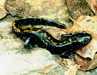 : Ambystoma macrodactylum; Long-toed Salamander