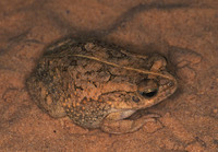 : Bufo xeros