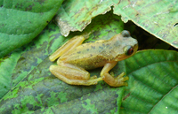 : Isthmohyla picadoi