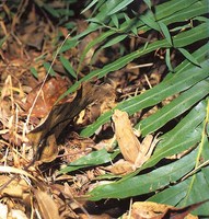 : Rana okinavana; Ryukyu Brown Frog