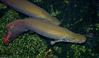 : Arapaima gigas; Arapaima