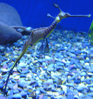 : Phyllopteryx taeniolatus; Weedy Sea Dragon