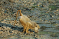 : Papio cynocephalus cynocephalus; Yellow Baboon