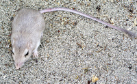 : Perognathus longimembris; Little Pocket Mouse