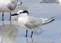 : Sterna sandvicensis; Sandwich Tern