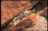 : Sauromalus obesus; Chuckwalla
