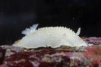 : Cadlina luteomarginata; Yellow-edged Cadlina