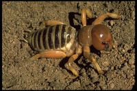 : Stenopelmatus fuscus; Jerusalem Cricket