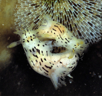 : Polycera atra; Black Dorids