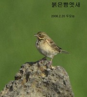 붉은뺨멧새가 월동을?..Chestnut-eared Bunting...