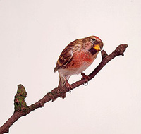 Common Redpoll (Carduelis flammea)