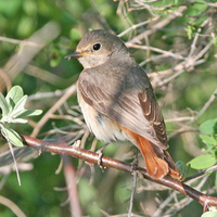 Common Redstart