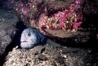 Wolf eel