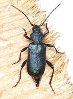 Callidium violaceum var. virescens