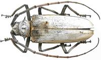 Batocera hercules