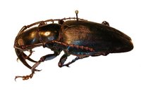 Dorysthenes walkeri