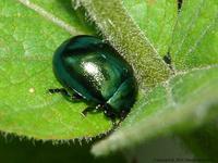 Chrysolina varians