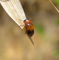 Coptocephala unifasciata destinoi