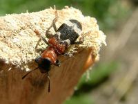 Thanasimus formicarius - European Red-bellied Clerid