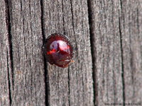 Chilocorus bipustulatus - Heather Ladybird