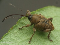 Curculio glandium