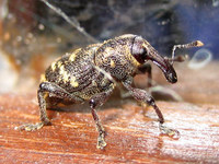 Hylobius abietis - Pine Weevil