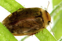 Laccophilus hyalinus