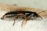 Quedius cruentus