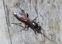 Ichneumon stramentarius