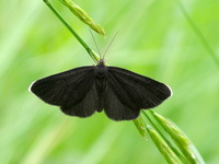 Odezia atrata - Chimney Sweeper