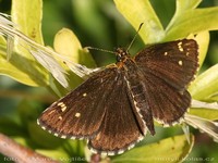 Heteropterus morpheus - Large Chequered Skipper