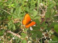 Lycaena virgaureae - Scarce Copper