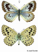 Maculinea arion - Large Blue