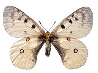 Parnassius phoebus sacerdos