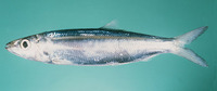 Dussumieria elopsoides, Slender rainbow sardine: fisheries