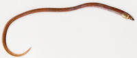 Dalophis imberbis, Armless snake eel: