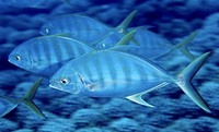 Carangoides ferdau, Blue trevally: fisheries, gamefish