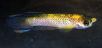 Epiplatys olbrechtsi olbrechtsi, : aquarium