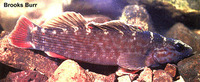 Etheostoma aquali, Coppercheek darter: