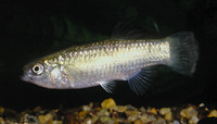 Aphanius dispar dispar, : aquarium