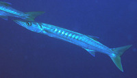 Sphyraena jello, Pickhandle barracuda: fisheries, gamefish