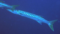 Sphyraena jello, Pickhandle barracuda: fisheries, gamefish
