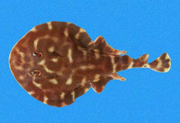 Narcine vermiculatus, Vermiculate electric ray: