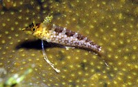 Malacoctenus boehlkei, Diamond blenny: